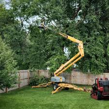 Grass Overseeding in Harlingen, TX