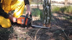 Professional Tree Care in Harlingen, TX