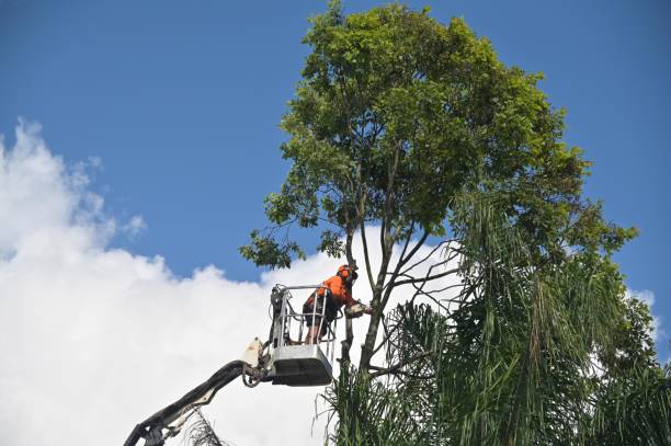 How Our Tree Care Process Works  in  Harlingen, TX